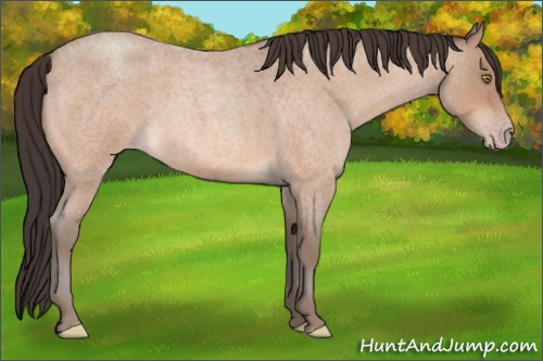 Horse Color:Sable Champagne Roan 