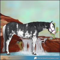 Horse Color:Black Sabino Splash Rabicano