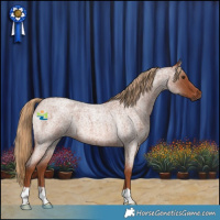 Horse Color:Red Roan 