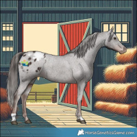 Horse Color:Liver Chestnut Appaloosa 