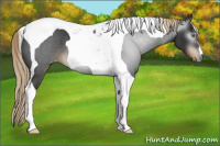 Horse Color:Gray Chocolate Palomino Tobiano Appaloosa 