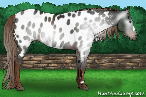 Horse Color:Gray Liver Chestnut Appaloosa