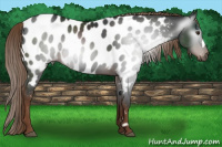 Horse Color:Gray Liver Chestnut Appaloosa