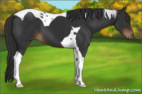 Horse Color:Liver Chestnut Tobiano