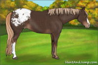 Horse Color:Liver Chestnut Appaloosa 