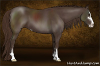 Horse Color:Liver Chestnut Sabino