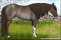 Horse Color:Liver Chestnut Rabicano