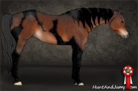 Horse Color:Void Bay Tobiano 