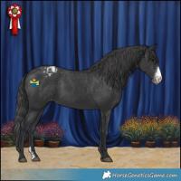 Horse Color:Black Sabino Appaloosa 