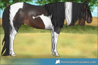 Horse Color:Brown Tobiano