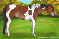 Horse Color:Bay Tobiano 