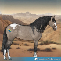Horse Color:Brown Dun Appaloosa Rabicano 