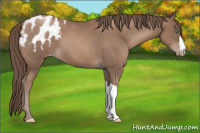 Horse Color:Black Pearl Appaloosa 