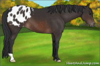 Horse Color:Brown Appaloosa 