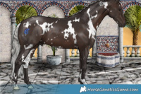 Horse Color:White Spotted Silver Brown 