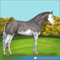 Horse Color:Silver Brown Roan Splash 