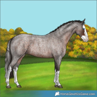 Horse Color:Unknown 