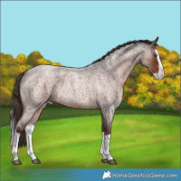 Horse Color:Liver Red Roan Splash