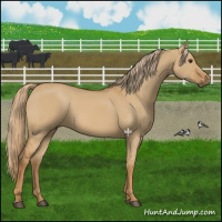 Horse Color:Red Dun 