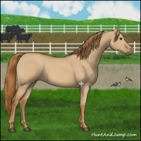 Horse Color:Red Dun 
