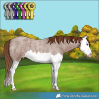 Horse Color:Red Roan Splash Appaloosa