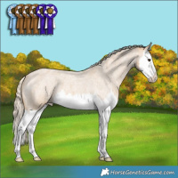Horse Color:Palomino Roan Splash Appaloosa 