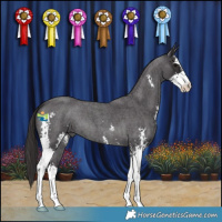 Horse Color:Smoky Blue Roan Sabino 