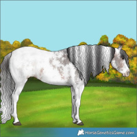 Horse Color:Bay Sabino 