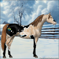 Horse Color:Red Dun Ice Tobiano Frame Appaloosa 
