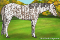 Horse Color:Silver Black and Grullo Near Leopard
