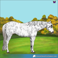 Horse Color:Blue Roan Appaloosa 