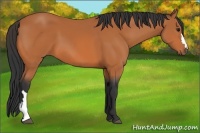 Horse Color:Bay 