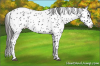 Horse Color:Blue Roan Leopard 