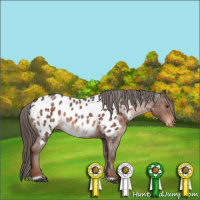 Horse Color:Liver Red Roan Appaloosa Rabicano 