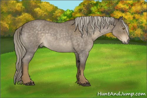 Horse Color:Chocolate Palomino Roan Rabicano 