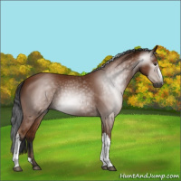 Horse Color:Gray Bay 