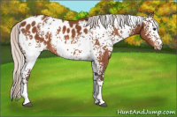 Horse Color:White Spotted Silver Bay Appaloosa 