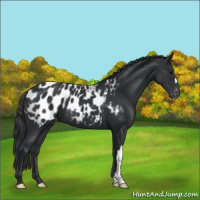 Horse Color:Black Appaloosa 