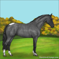 Horse Color:Blue Roan Tobiano 