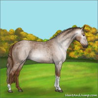 Horse Color:Gray Red Roan Tobiano 