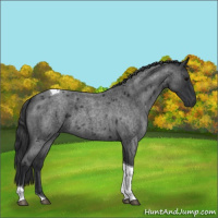 Horse Color:Blue Roan Tobiano 