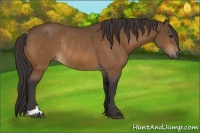 Horse Color:Buckskin Rabicano