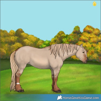 Horse Color:Red Dun 