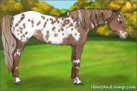 Horse Color:White Spotted Liver Chestnut Appaloosa 