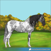 Horse Color:White Spotted Smoky Blue Roan