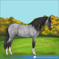 Horse Color:Smoky Blue Roan Rabicano 