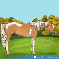 Horse Color:Palomino Tobiano 