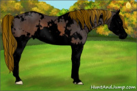 Horse Color:Void Painted White Spotted Buckskin Splash