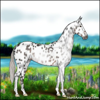 Horse Color:Gray Silver Brown Tobiano Appaloosa Rabicano 