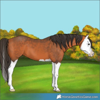 Horse Color:Bay Splash 